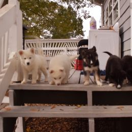 Siberian Husky Puppies from Dreamers Mile