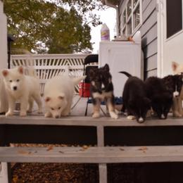Siberian Husky Puppies from Dreamers Mile