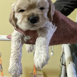 Boy 4 - Buff male Cocker Spaniel puppy in Ferron, Utah from Jacobsen's Cockers