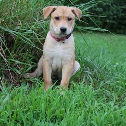 Carolina Dog Puppies from Williams Sweet Carolina