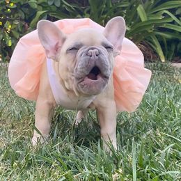 French Bulldogs from Lulu’s Frenchies