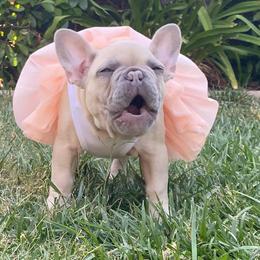 French Bulldogs from Lulu’s Frenchies