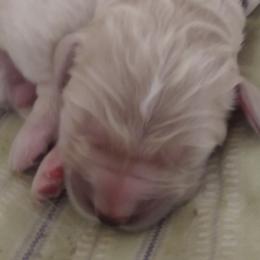 "Saffron, born 2/6/2020 (Goldendoodle)" Goldendoodle, Golden Retriever, and Sheepadoodle Puppies from Guppy Puppies