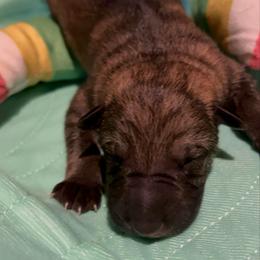 M-S-1 - Sable male German Shepherd puppy in Yuba City, California from Barton’s German Shepherds