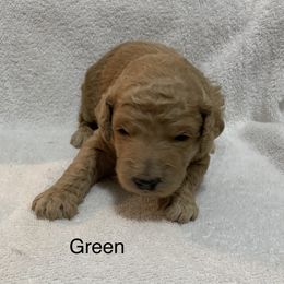 Green Boy - Cream Poodle puppy in Pleasant View, Utah from Rocky Mountain Poodles