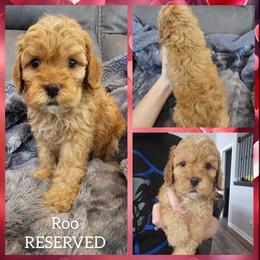 Roo - Red male Cockapoo puppy in Zanesville, Ohio from Oodles of Doodles & Poos