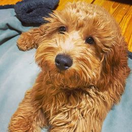 Ellie - Goldendoodle