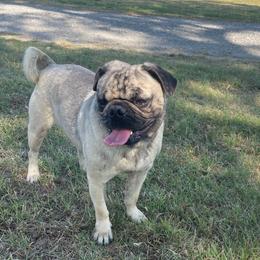 Jamal - Brindle male Pug puppy in Hanover, Virginia from Pure Pugs