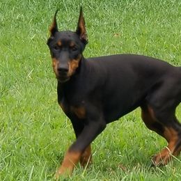 Doberman Pinschers from Douglass Dobermanns
