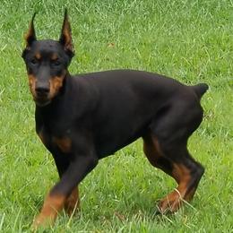 Doberman Pinschers from Douglass Dobermanns
