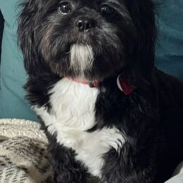 Maximillian - Shih Tzu