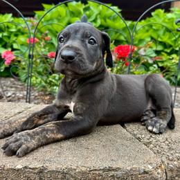 Anne - Black female Great Dane puppy in Corsica, Pennsylvania from Ferguson Family Danes LLC