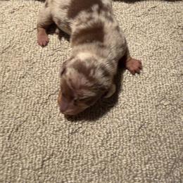 Dewy - Dapple male Dachshund puppy in Birchtree, Missouri from Cruzan Dachshunds