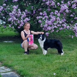 Myah - Border Collie