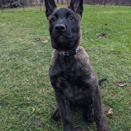 Dutch Shepherd Puppies from Blackcraft K9