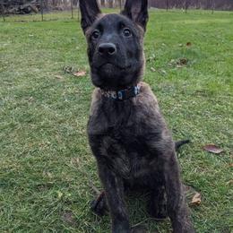 Dutch Shepherd Puppies from Blackcraft K9