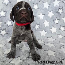 Red Girl - Liver and white female German Wirehaired Pointer puppy in Potosi, Wisconsin from Point and Flush Gun Dogs