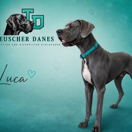 Luca - Great Dane