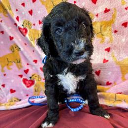 Pongo - Black male Goldendoodle puppy in Water Valley, Mississippi from Olympian Doodles