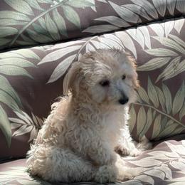 Macadamia - Cream female Labradoodle puppy in Somerset, California from Annie’s Animals