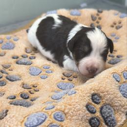 Sazz - Parti female Miniature Schnauzer puppy in Brundidge, Alabama from Deez Pups Magnificent Schnauzers