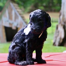 White - Black female Australian Labradoodle puppy in Milton, North Carolina from Good Day Doodles