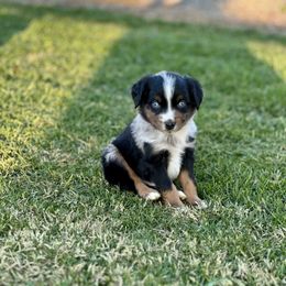 Mr. GoodBar - Blue merle male Miniature Australian Shepherd puppy in Lincoln, California from Country Dreams Mini Aussies