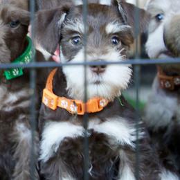 Ms. Tangerine - Liver female Miniature Schnauzer puppy in Pensacola, Florida from Reservoir Dogs