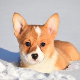 Lucy - Pembroke Welsh Corgi