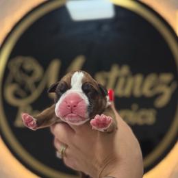 Boy 3 - Fawn male Boxer puppy in Orlando, Florida from Martinez AKC Boxers of Central Florida