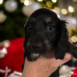 Black and cream heavily brindled points - Black male Dachshund puppy in Port Charlotte, Florida from Vicki's Dachshund Crossing