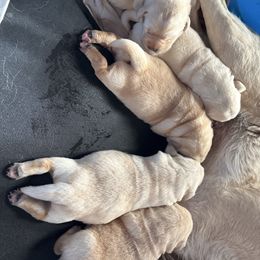 Boy 3 - Yellow male Labrador Retriever puppy in Davenport, New York from New England Premier English Labradors