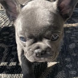 French Bulldogs from Stark's Frenchies
