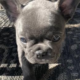 French Bulldogs from Stark's Frenchies