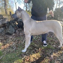 Stella - Cane Corso