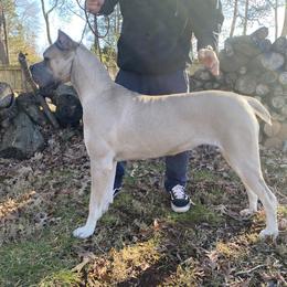 Stella - Cane Corso