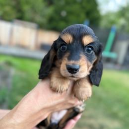 Mount Saint Helens - Black and tan female Dachshund puppy in Bonney Lake, Washington from HP Dachs
