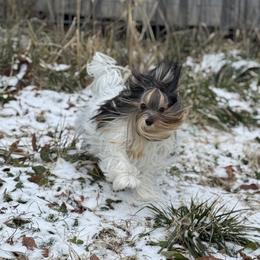 Mila - Biewer Terrier