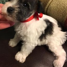 Miniature Schnauzers from Clarice’s Lil Paws