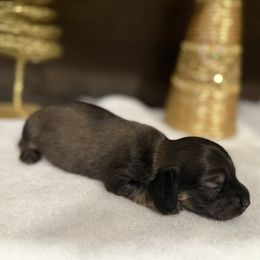 Girl 1 - Cream female Dachshund puppy in Palestine, Texas from Doxie Den🐾