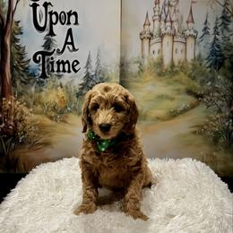 Hunter - Apricot male Goldendoodle puppy in Stroudsburg, Pennsylvania from Momma’s Mini Goldendoodles