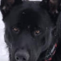 German Shepherds from Liberty's German Shepherds of CNY