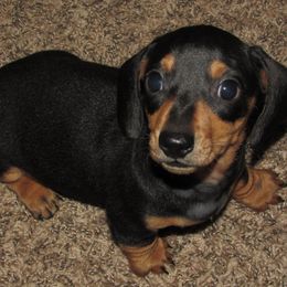 Roscoe - Dachshund
