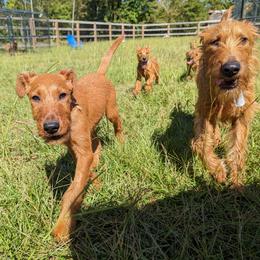 Irish Terrier Puppies from Detmore Kennels
