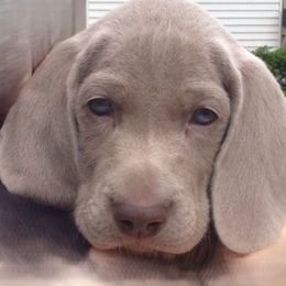 Butch - Silver gray male Weimaraner puppy in Santa Clarita, California from Kennedy Weimaraners