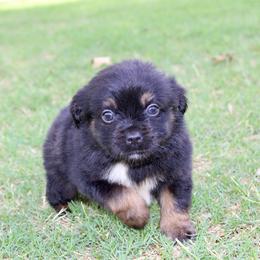 Flint - Black tri male Miniature Australian Shepherd puppy in Paris, Texas from Kuttin’ Up Mini Aussies
