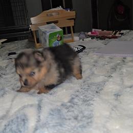 Sabrina - Blue merle female Pomeranian puppy in Angleton, Texas from Pomeranian Palace, LLC