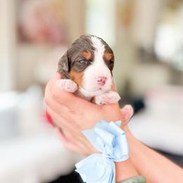Ash Ketchum - Merle male Bernedoodle puppy in Ontario, California from Teddy Doodles & Standard Poodles