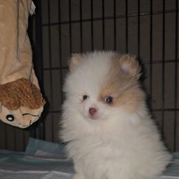 Boy 2 - Chocolate merle male Pomeranian puppy in Angleton, Texas from Pomeranian Palace, LLC