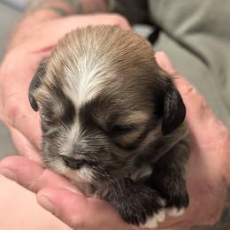 Marcus - Grizzle male Lhasa Apso puppy in Fort Worth, Texas from Cynthia's Lhasa Apsos